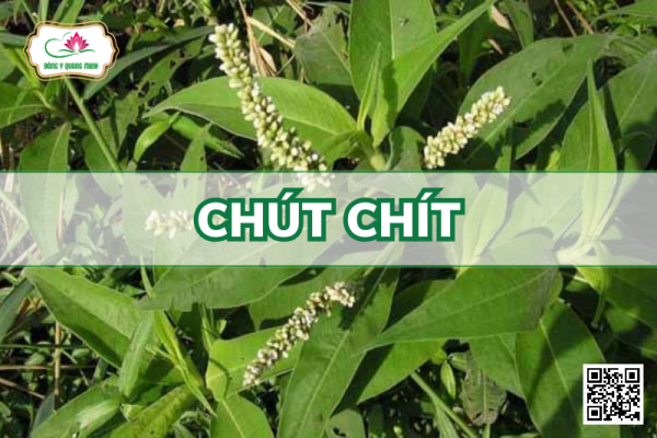 Chút Chít – Rumex Wallichii, Polygonaceae