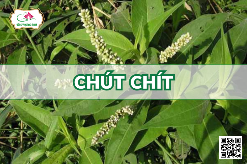 Chút Chít – Rumex Wallichii, Polygonaceae