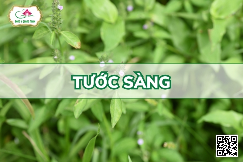 Tước Sàng - Justicia Procumbens L