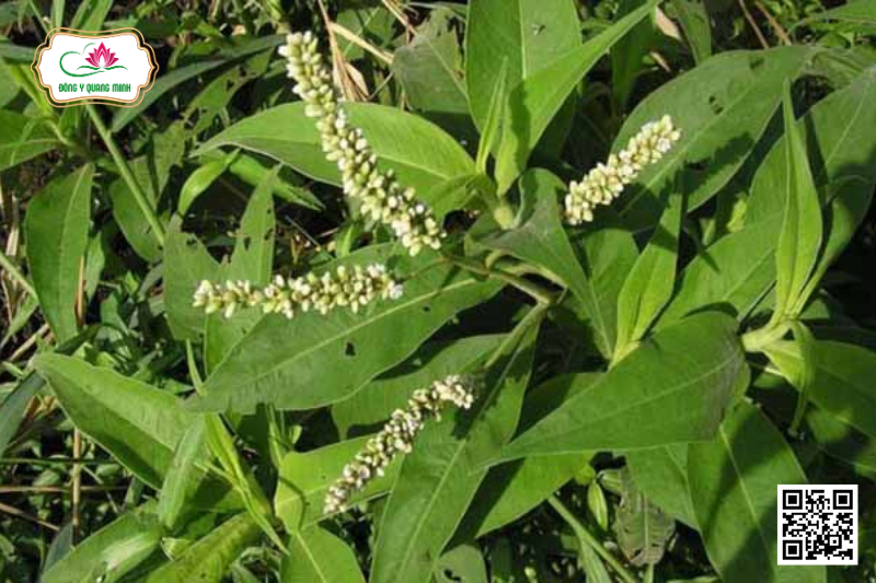 Chút Chít – Rumex Wallichii, Polygonaceae