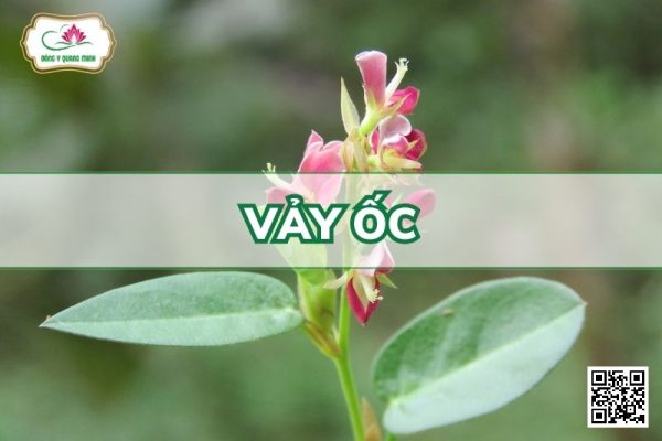 Vảy Ốc - Alysicarpus Vaginalis (L.) DC