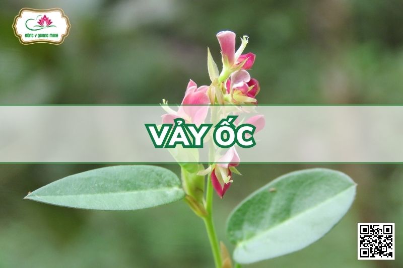 Vảy Ốc - Alysicarpus Vaginalis (L.) DC
