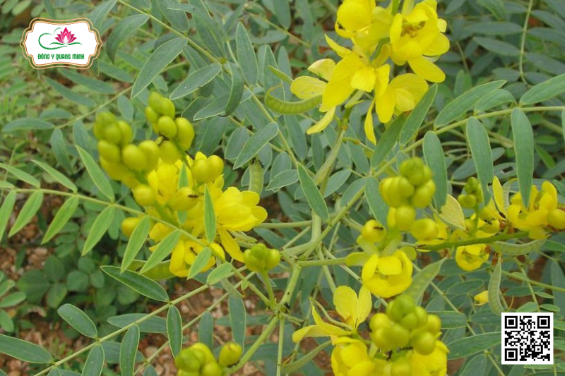 Phan Tả Diệp – Senna Alexandrina, Fabaceae