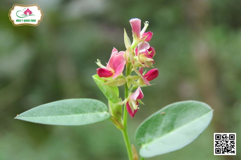 Vảy Ốc - Alysicarpus Vaginalis (L.) DC