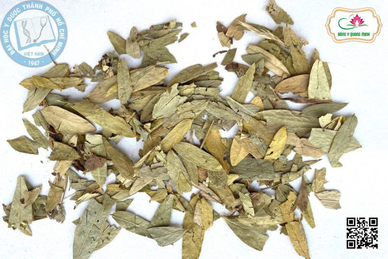 Phan Tả Diệp – Senna Alexandrina, Fabaceae