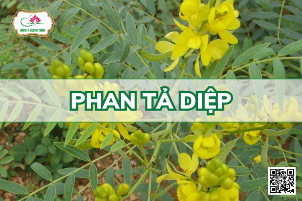 Phan Tả Diệp – Senna Alexandrina, Fabaceae