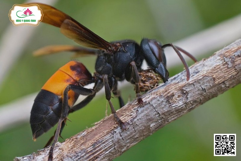 Ong Bò Vẽ - Vespa Spp