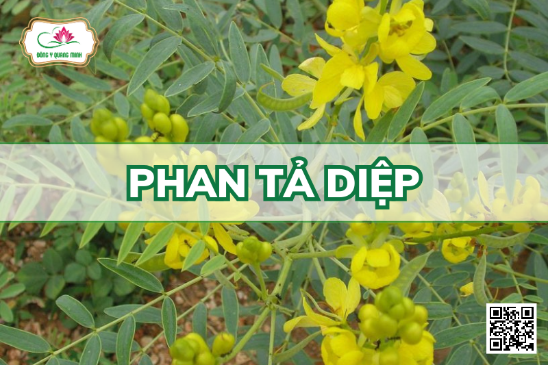 Phan Tả Diệp – Senna Alexandrina, Fabaceae