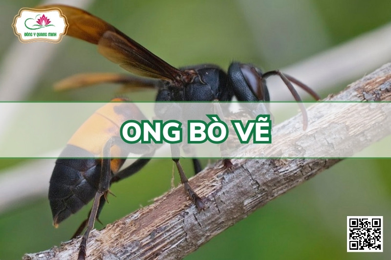 Ong Bò Vẽ - Vespa Spp