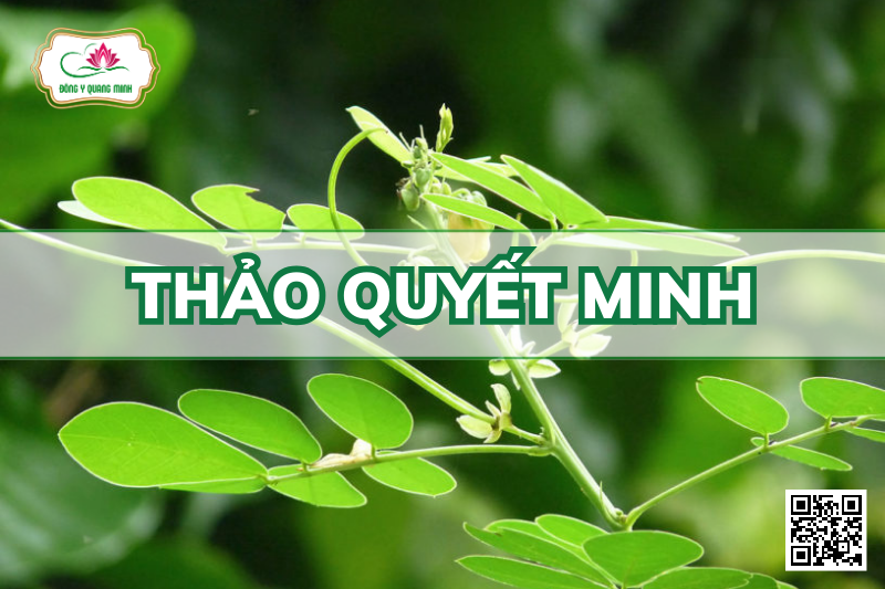 Thảo Quyết Minh – Senna Tora, Fabaceae