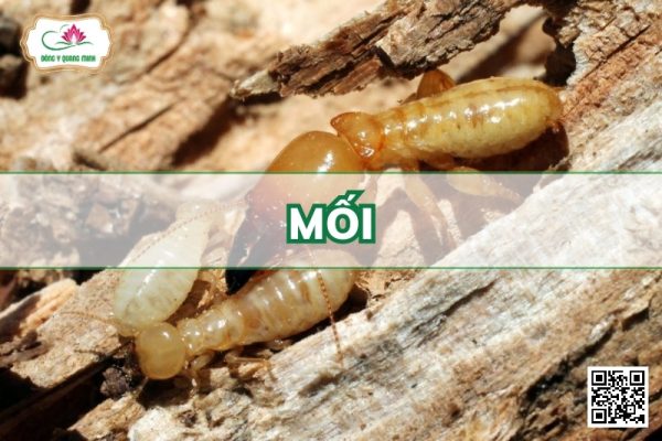 Mối - Cryptotermes Formosanus Shiraki
