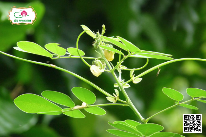 Thảo Quyết Minh – Senna Tora, Fabaceae