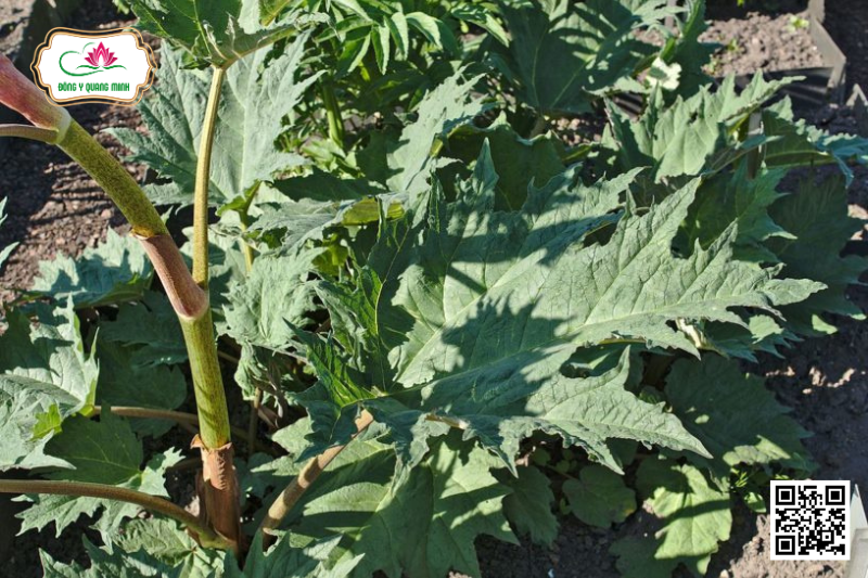 Đại Hoàng - Rheum sp., Polygonaceae
