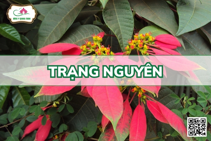 Trạng Nguyên - Euphorbia Pulcherrima Willd. Ex Klotzsch