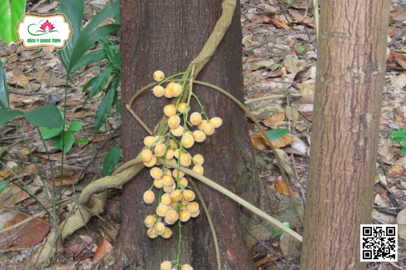 Hoàng Đằng – Fibraurea Tinctoria, Menispermaceae