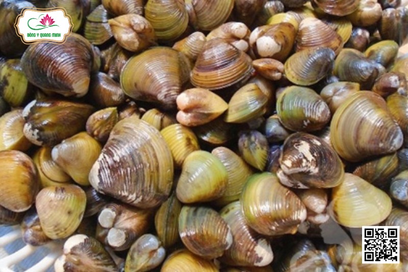 Hến - Corbicula Cyreniformis Prime