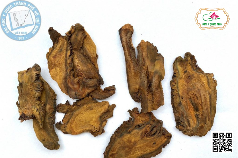 Đại Hoàng - Rheum sp., Polygonaceae