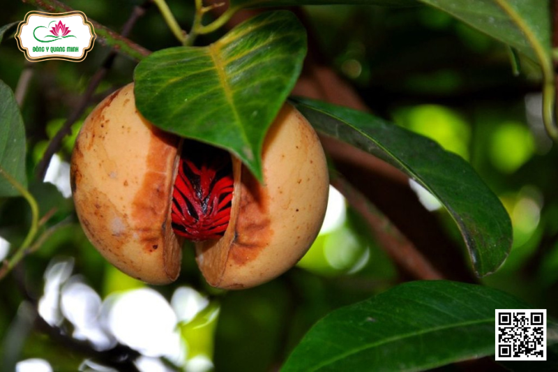 Nhục Đậu Khấu – Myristica Fragrans, Myristicaceae