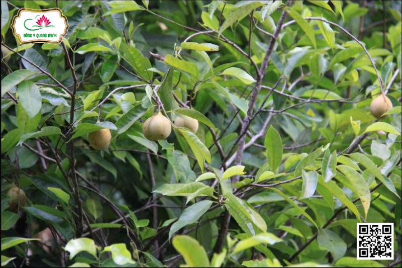 Nhục Đậu Khấu – Myristica Fragrans, Myristicaceae