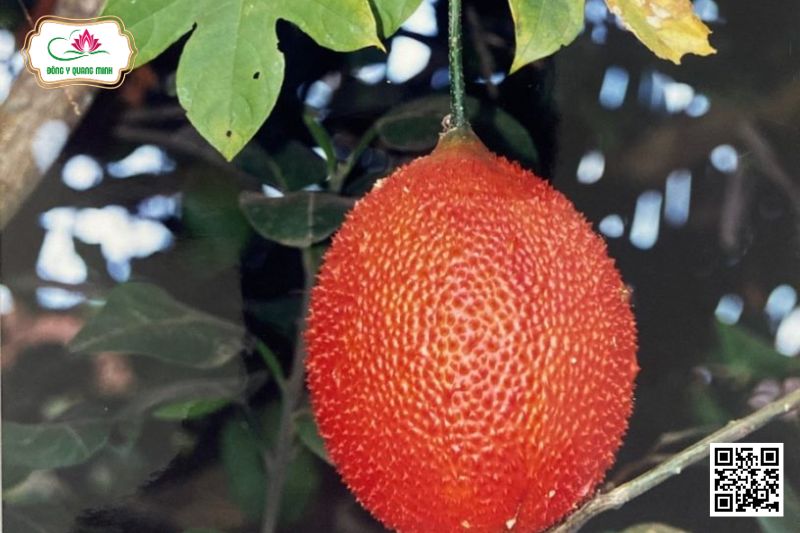 Gấc - Momordica Cochinchinensis, Cucurbitaceae