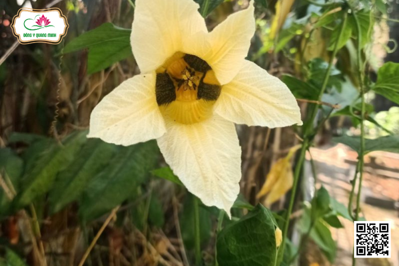 Gấc - Momordica Cochinchinensis, Cucurbitaceae