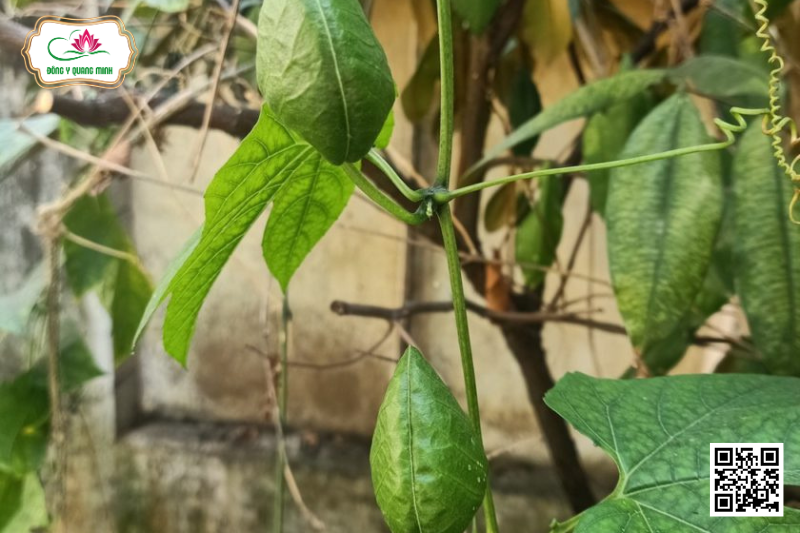 Gấc - Momordica Cochinchinensis, Cucurbitaceae