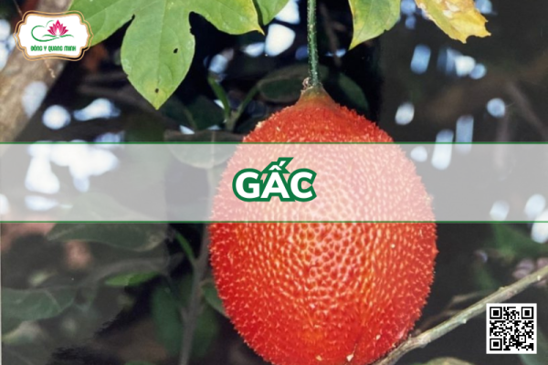 Gấc - Momordica Cochinchinensis, Cucurbitaceae