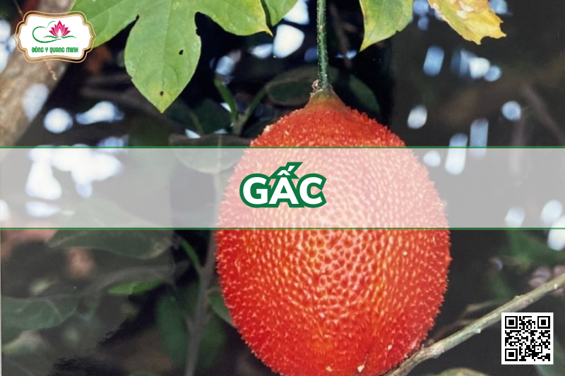 Gấc - Momordica Cochinchinensis, Cucurbitaceae