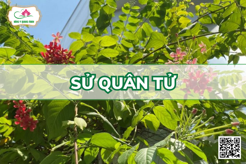 Sử Quân Tử – Combretum indicum, Combretaceae