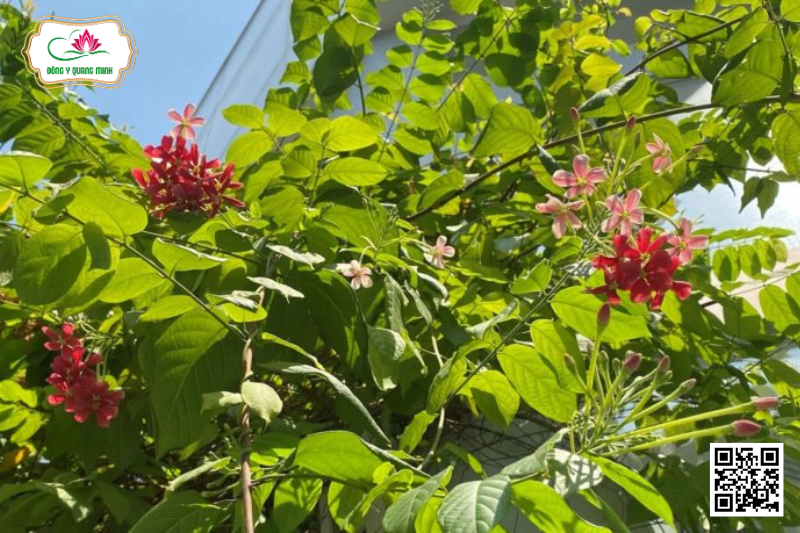 Sử Quân Tử – Combretum indicum, Combretaceae
