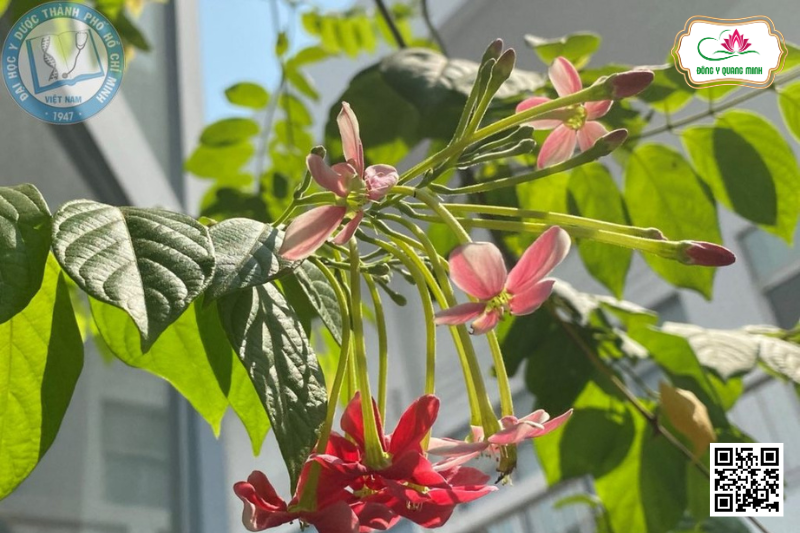 Sử Quân Tử – Combretum indicum, Combretaceae