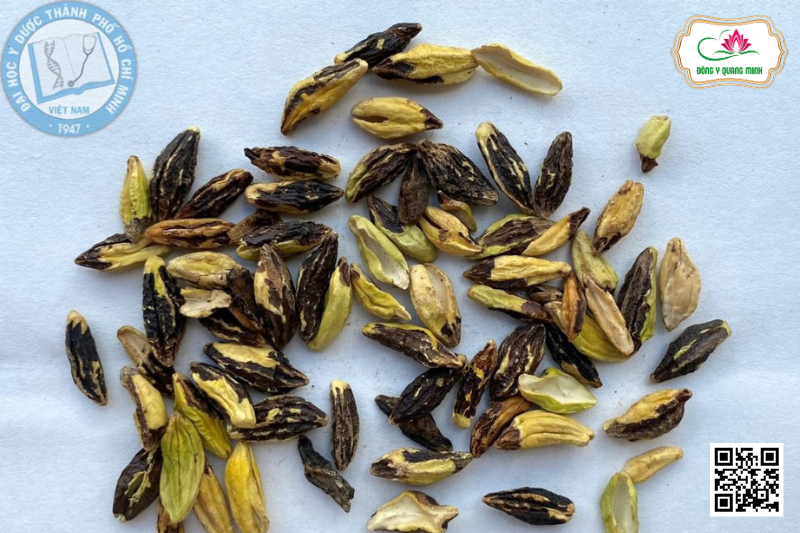 Sử Quân Tử – Combretum indicum, Combretaceae