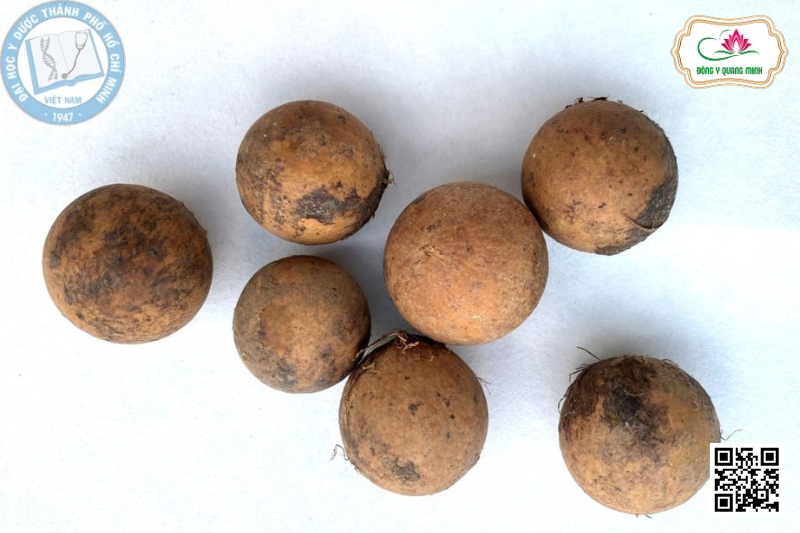 Mù U - Calophyllum inophyllum, Clusiaceae