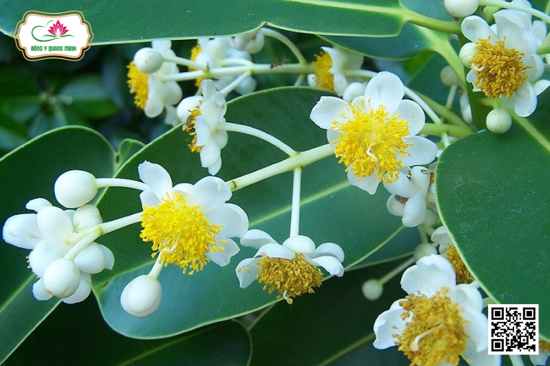Mù U - Calophyllum inophyllum, Clusiaceae