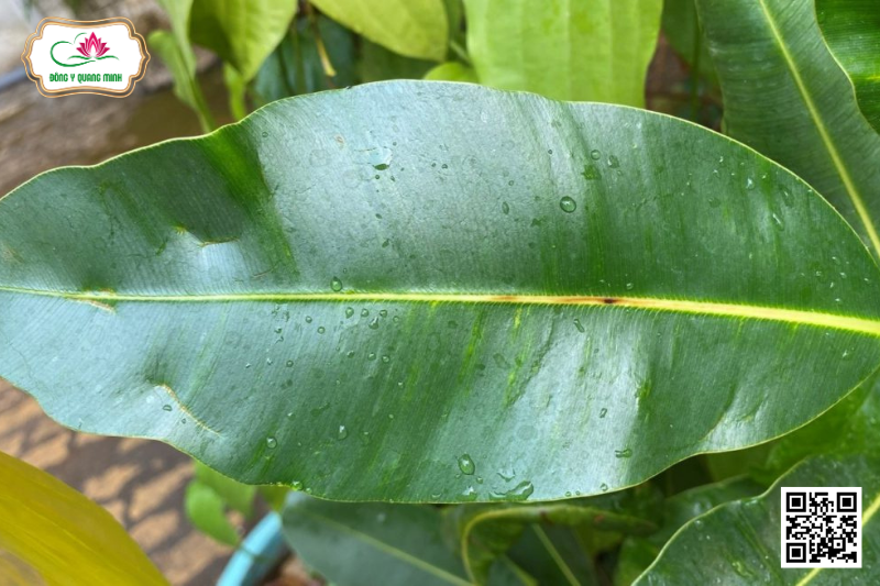Mù U - Calophyllum inophyllum, Clusiaceae