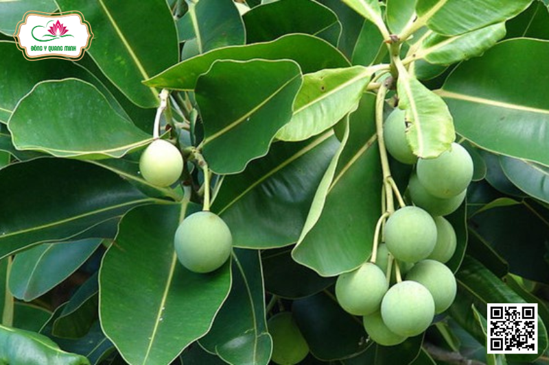 Mù U - Calophyllum inophyllum, Clusiaceae