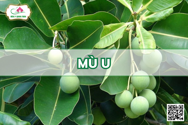 Mù U - Calophyllum inophyllum, Clusiaceae