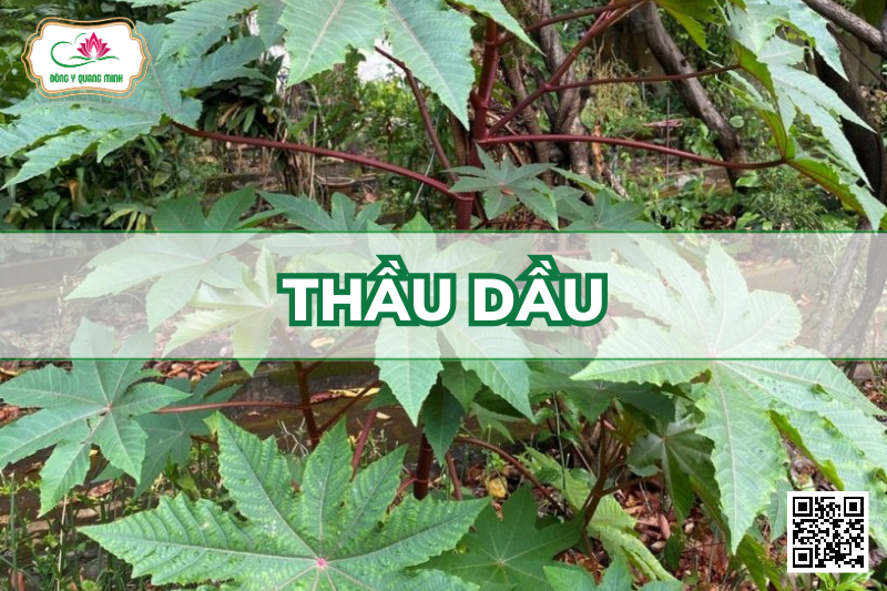 Thầu Dầu - Ricinus Communis, Euphorbiaceae