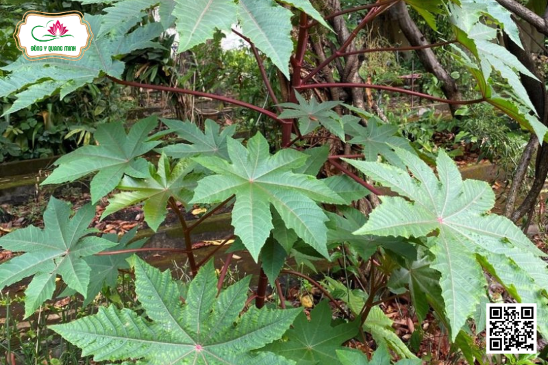 Thầu Dầu - Ricinus Communis, Euphorbiaceae