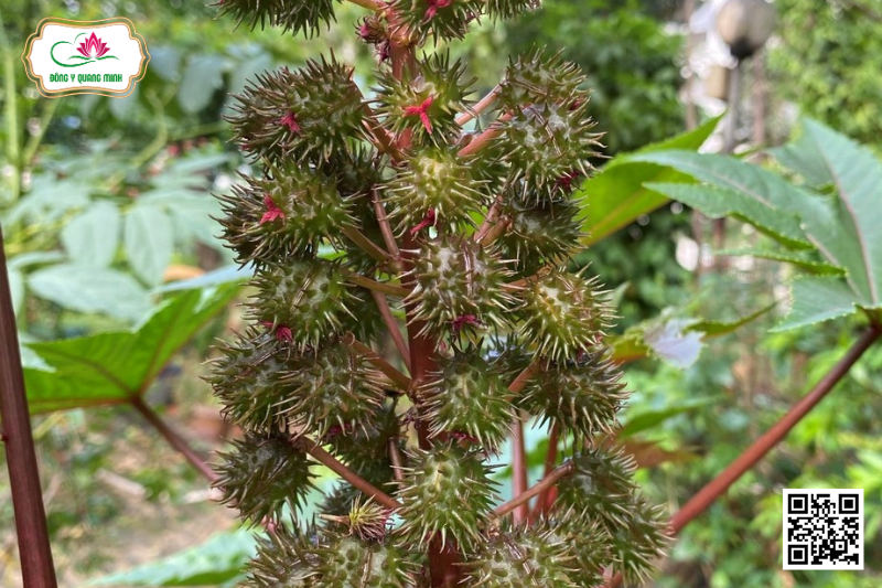 Thầu Dầu - Ricinus Communis, Euphorbiaceae