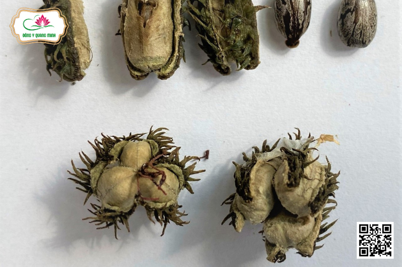 Thầu Dầu - Ricinus Communis, Euphorbiaceae