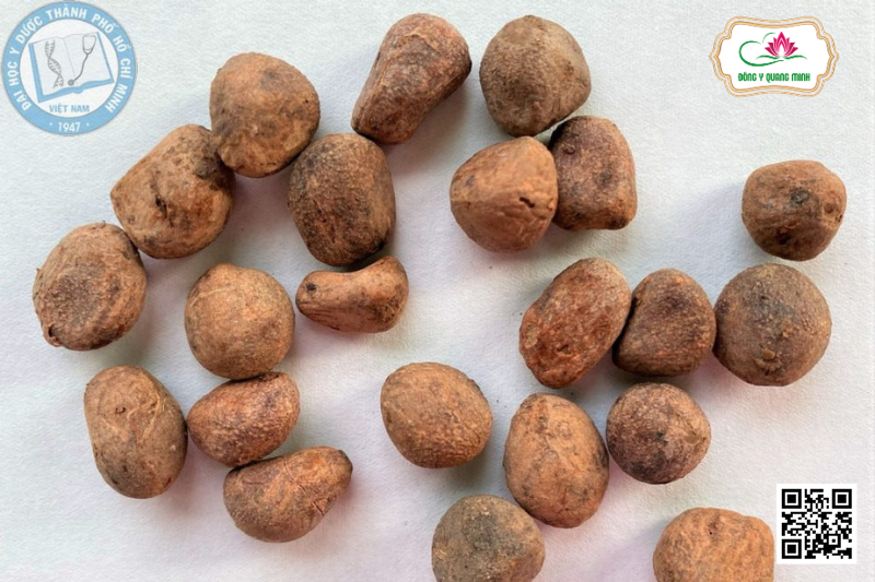 Đại Phong Tử - Hydnocarpus Anthelminthicus, Achariaceae