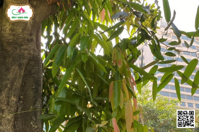 Đại Phong Tử - Hydnocarpus Anthelminthicus, Achariaceae