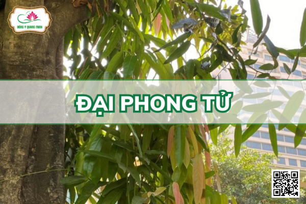 Đại Phong Tử - Hydnocarpus Anthelminthicus, Achariaceae