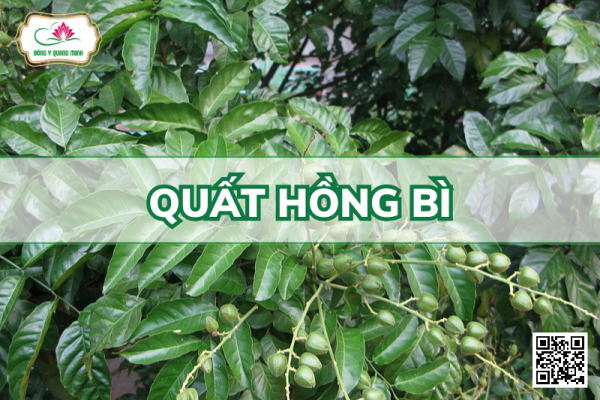 Quất Hồng Bì – Clausena Lansium, Rutaceae
