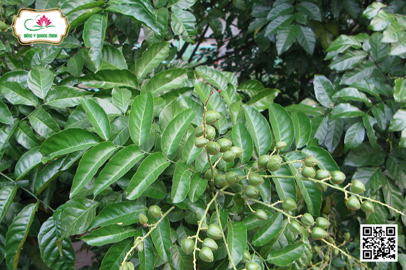 Quất Hồng Bì – Clausena Lansium, Rutaceae