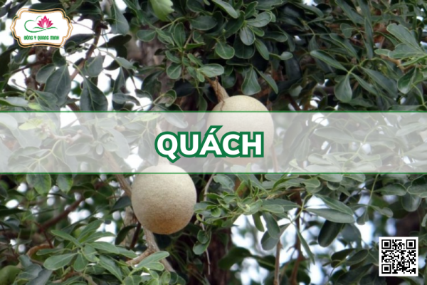 Quách – Limonia Acidissima, Rutaceae