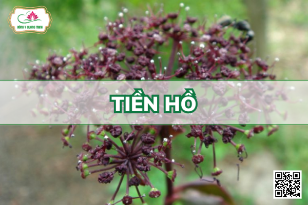 Tiền Hồ – Angelica Decursiva, Apiaceae