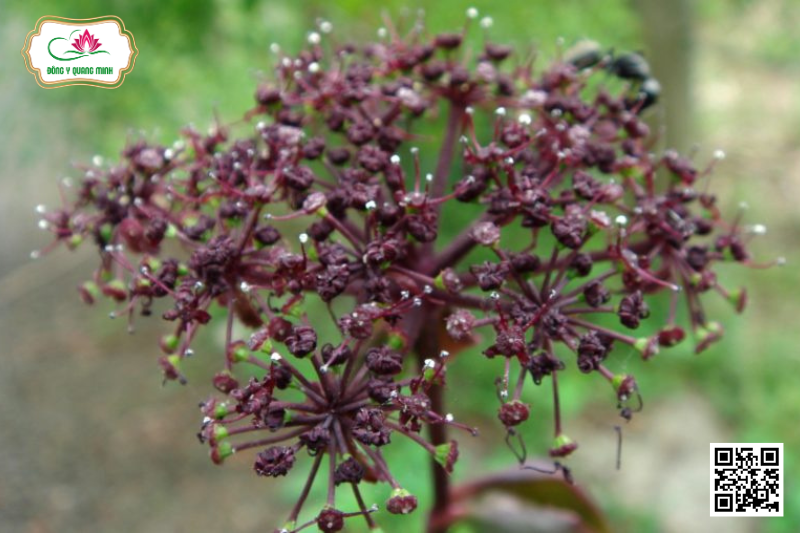 Tiền Hồ – Angelica Decursiva, Apiaceae