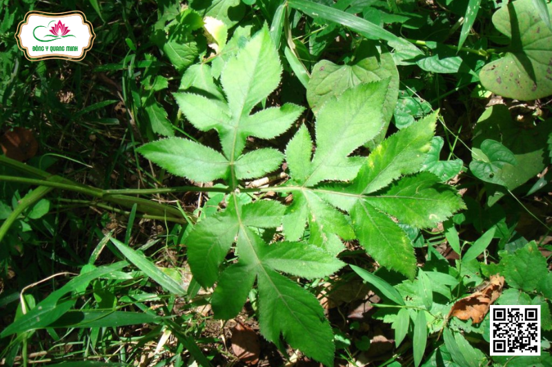 Tiền Hồ – Angelica Decursiva, Apiaceae